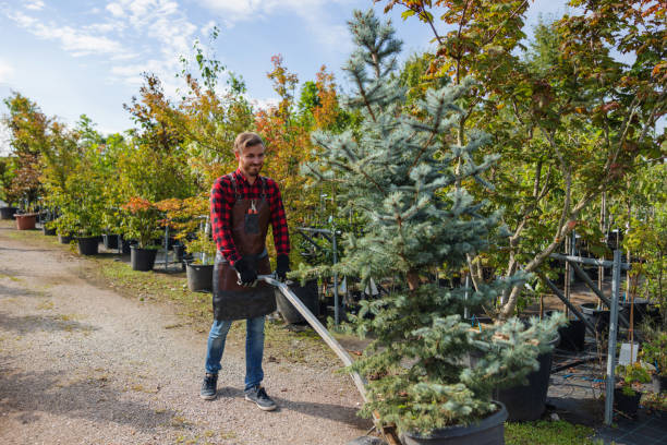 Best Root Management and Removal  in Grand Meadow, MN